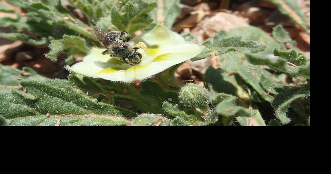OU scientist discovers new bee species in Oklahoma and Texas | Don't ...