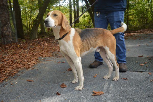 Pets available for adoption