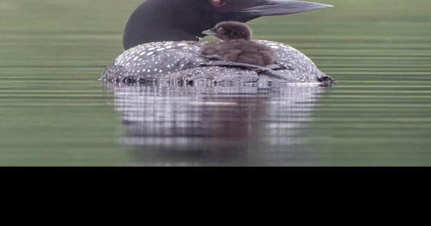 New Hampshire loon pair adopts third chick, a rare occurrence