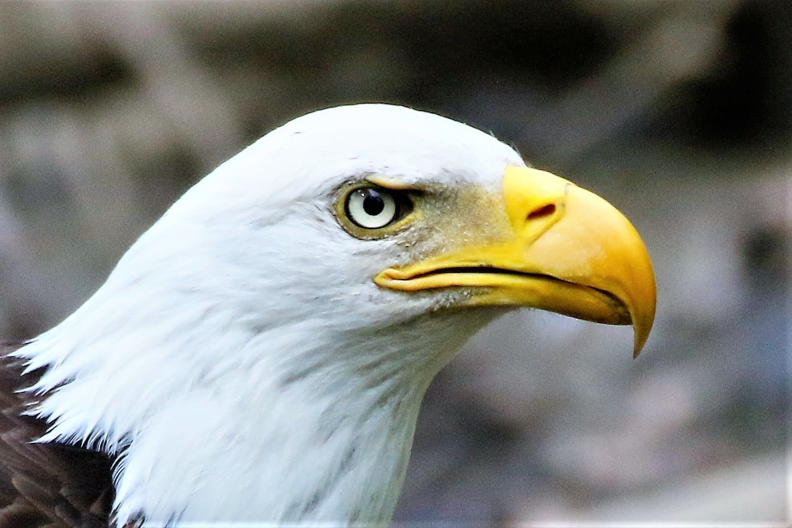 eagle eye camera