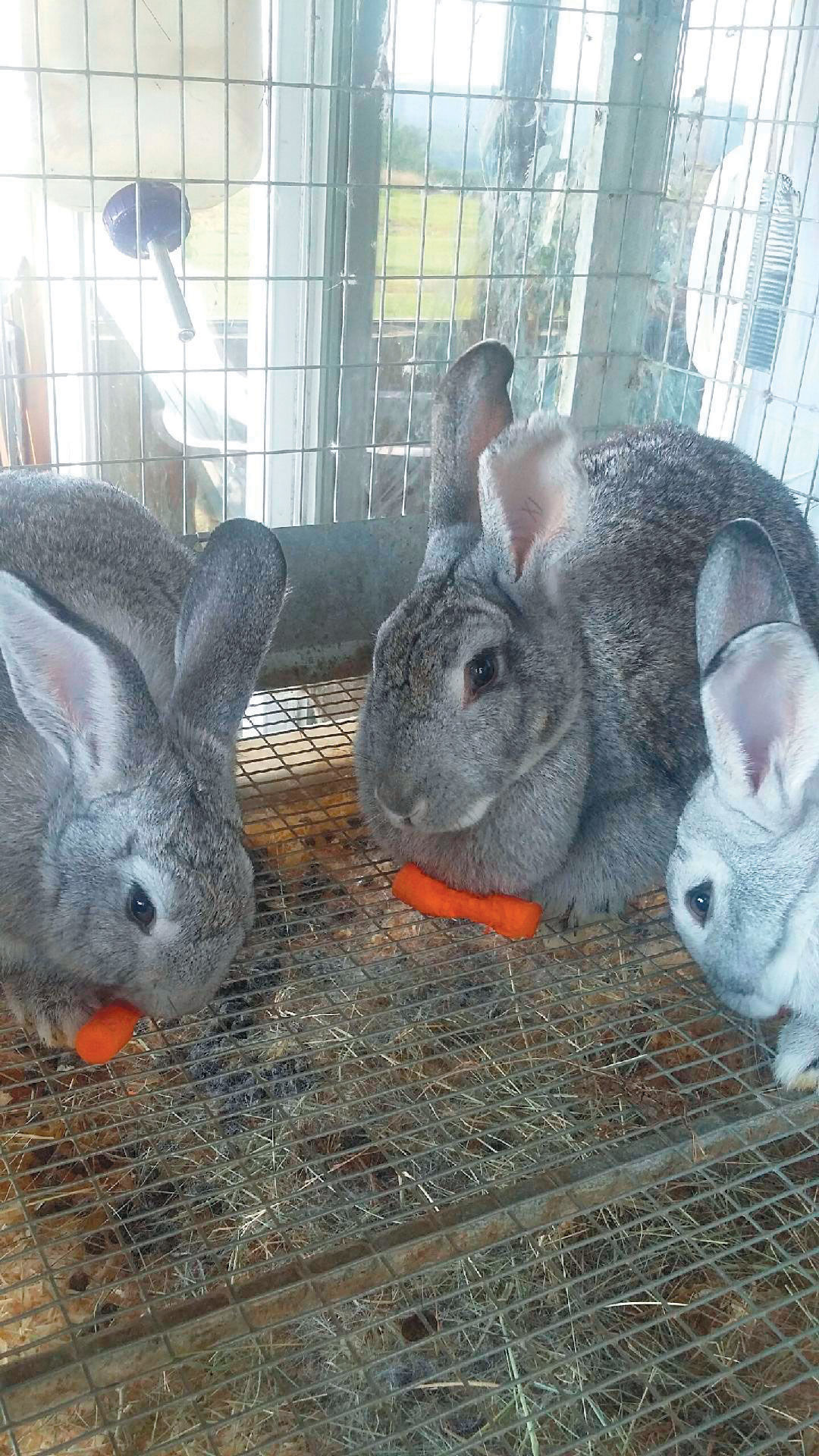A Rare Breed Saving The American Chinchilla From Extinction Fur Fins Feathers Sentinelsource Com