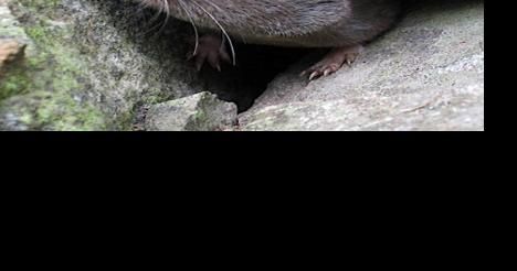 skolde gerningsmanden dette Naturalist to present 'The Venomous Shrew' at Peterborough library |  Community News | sentinelsource.com