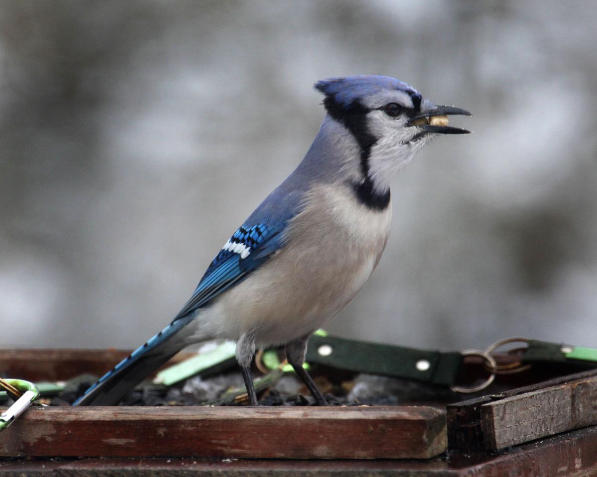 For The Birds Blue Jays Are Stocking Up For Winter By Chris Bosak Environment Sentinelsource Com