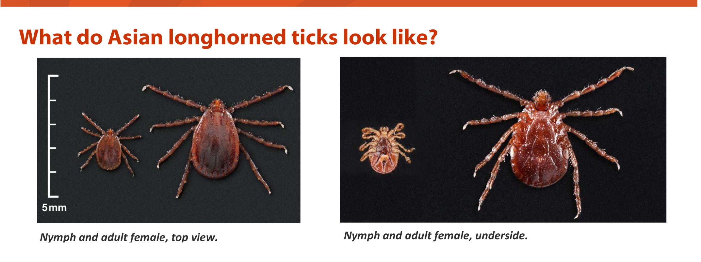 Asian Longhorned Tick Makes Brief Appearance In NH, Has State Officials ...