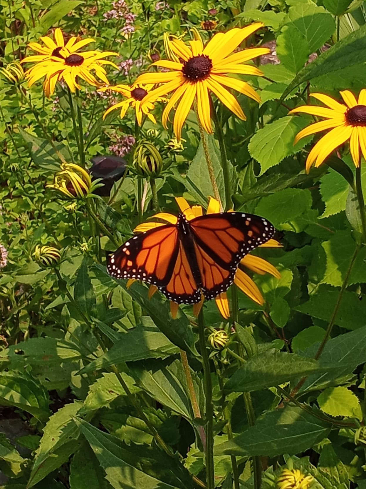 Butterflies | Community Camera | Sentinelsource.com