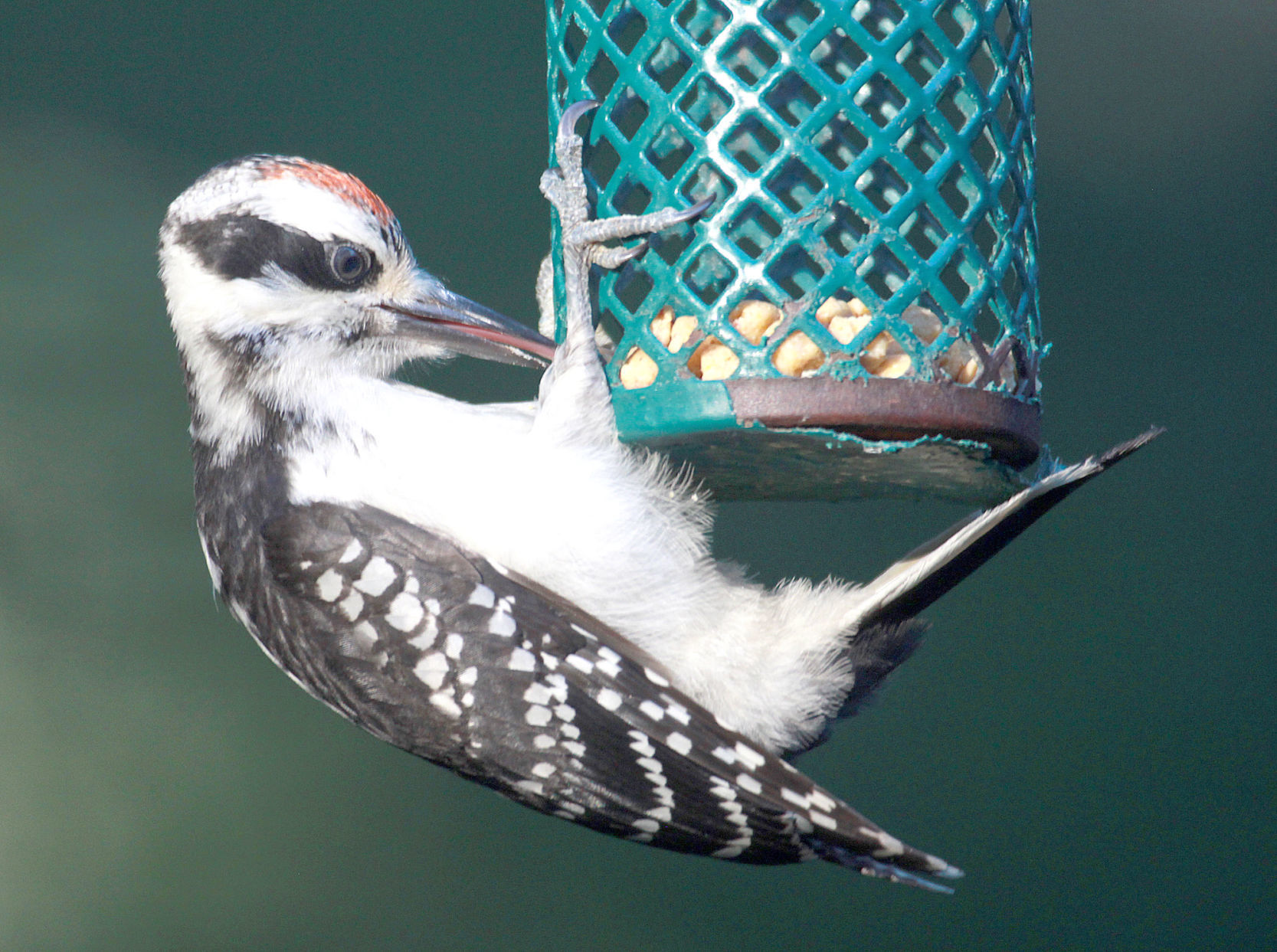 moving hummingbird feeder