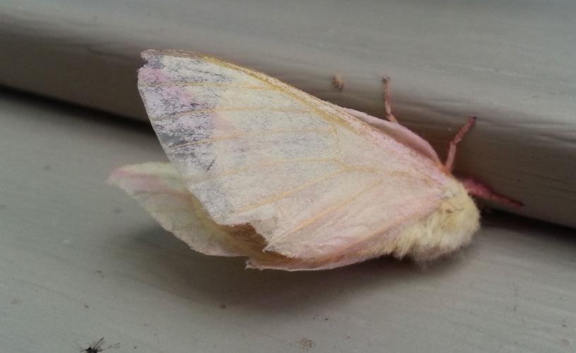 Rosy Maple Moth  Missouri Department of Conservation