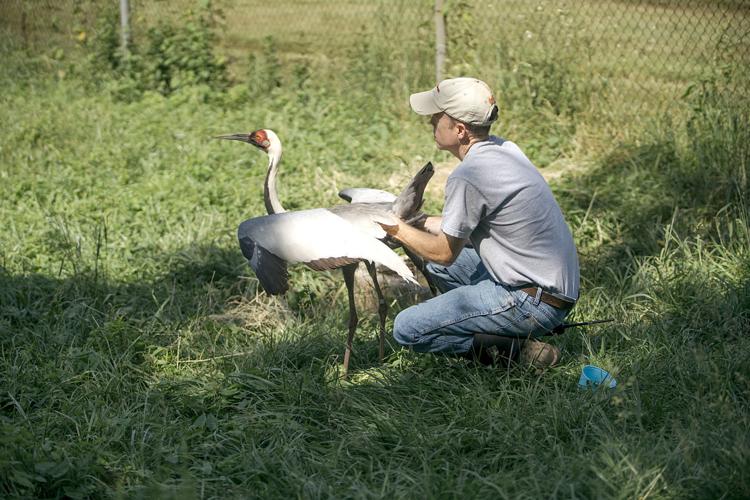 White-naped crane at Smithsonian's Va. site dies, leaving behind