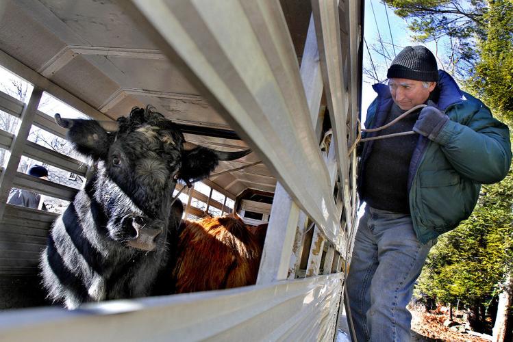 The Snorting Bull: Wandering.