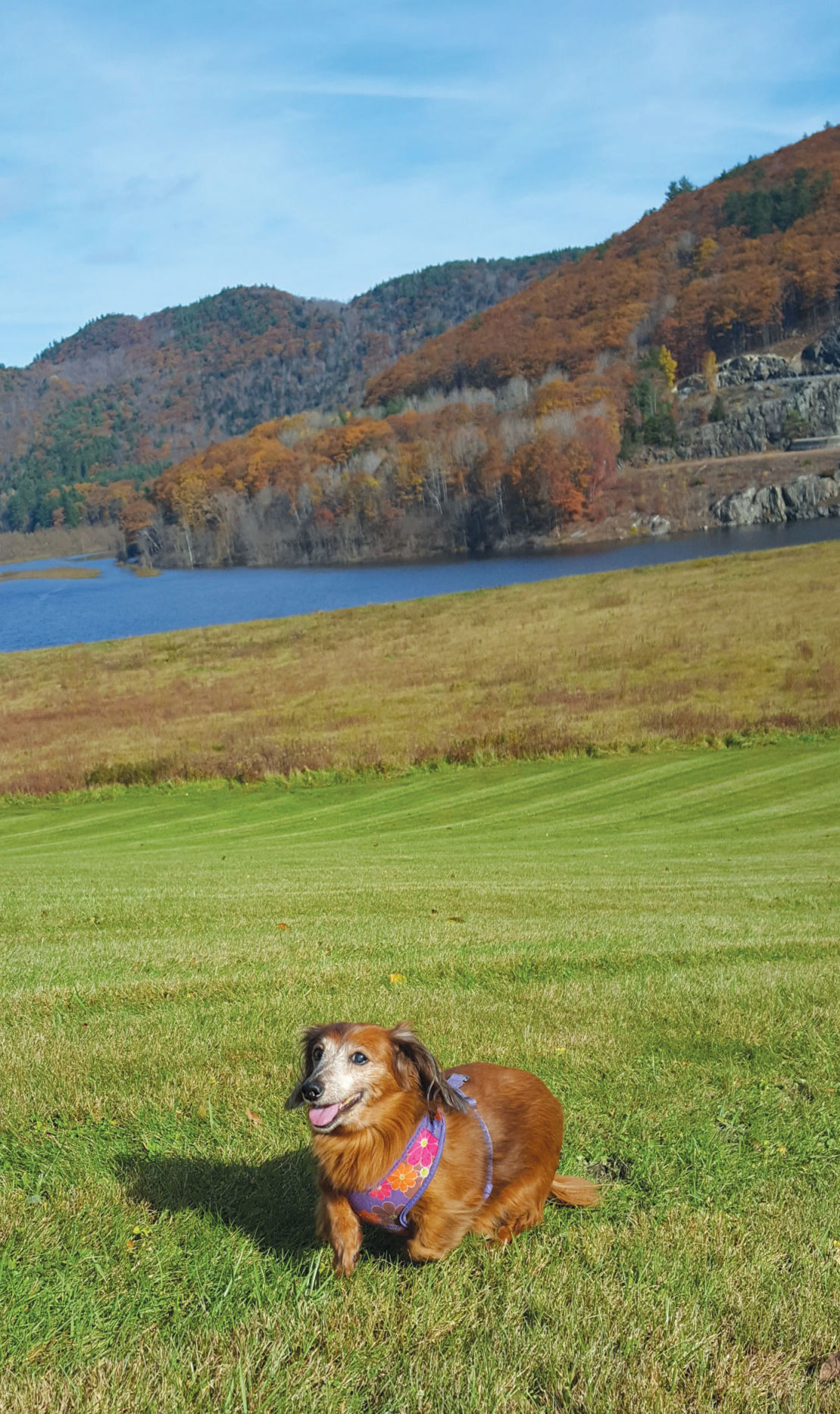 Be A Hero For A Senior Pet November Is Adopt A Senior Pet Month Fur Fins Feathers Sentinelsource Com