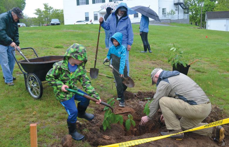 Reviving the American Chestnut Tree | Outside My Door | sentinelsource.com