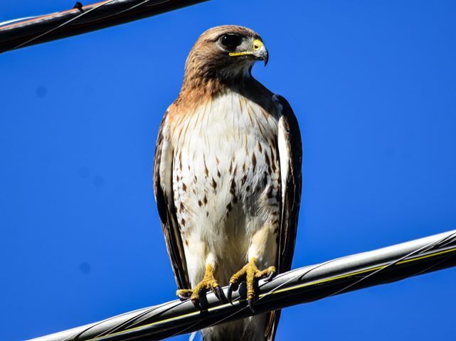 Eye of a hawk | Community Camera | sentinelsource.com