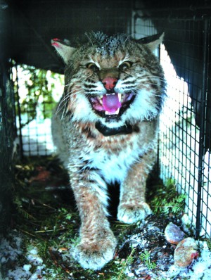 BOBCAT POPULATION GETS A LOOKCAREFUL STUDYThe Local Region Is Part Of ...