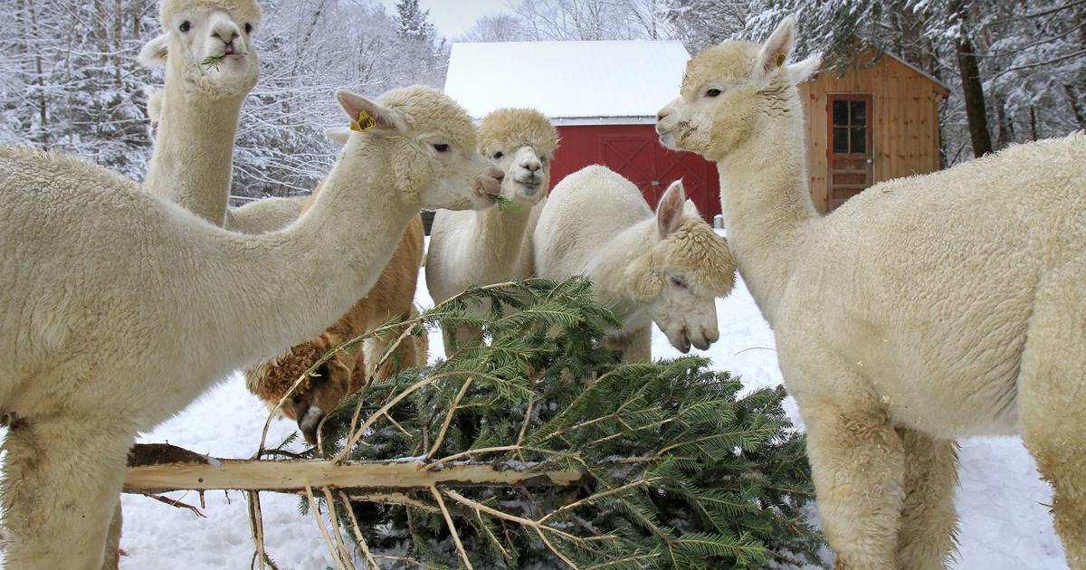 Area farm animals eat their fill of the largest holiday leftovers | Local  News 