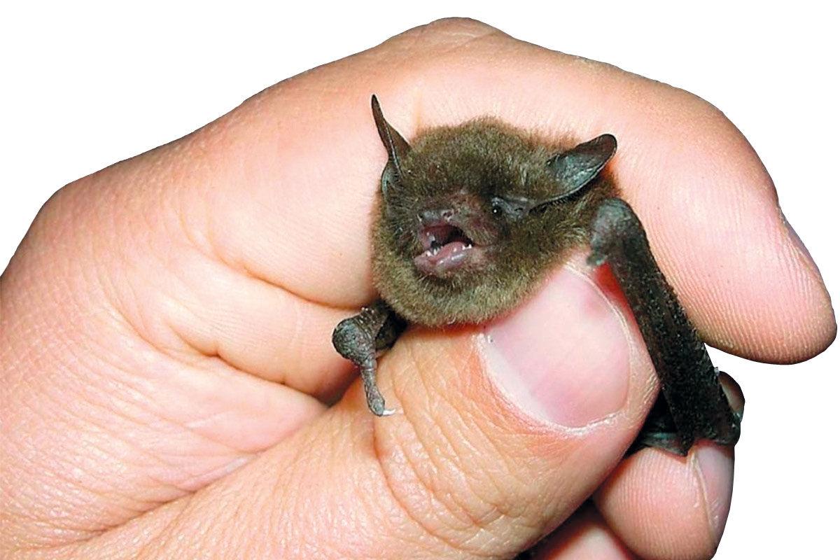 bat-facts-outside-my-door-sentinelsource