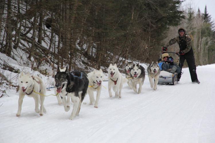 Why Do They Say Mush to Make Sled Dogs Go?