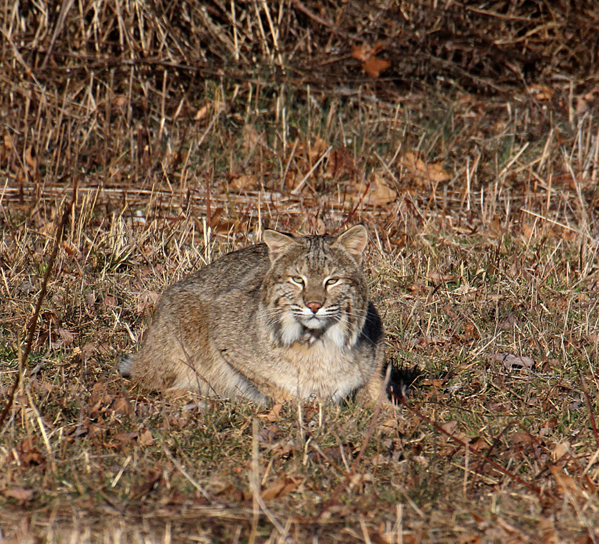 Confirmed Bobcat Sighting along PennEast Route! - Washington Crossing  Audubon Society website