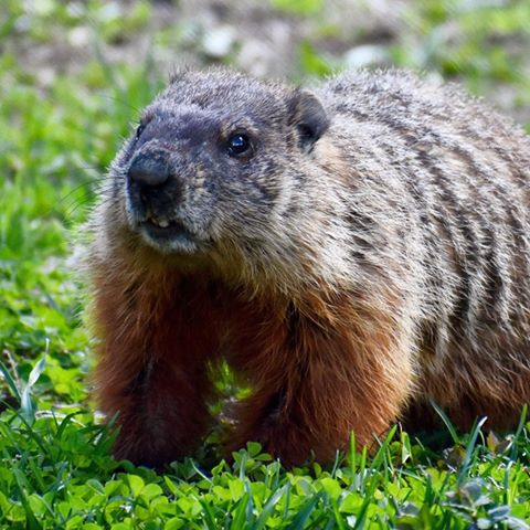 Groundhog | Community Camera | sentinelsource.com