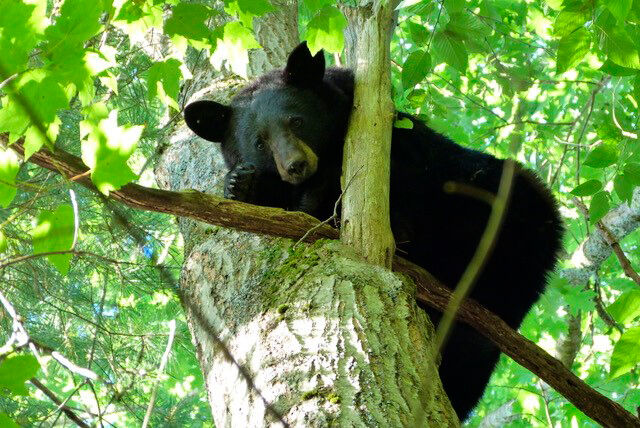 Black Bear cub litter may be a record