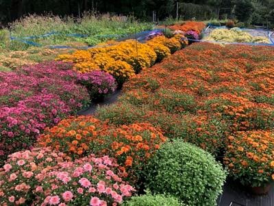 No diatribe this year. Let’s just enjoy the happy beauty of Chrysanthemums!