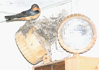 Barn Swallows A Nuisance Not Trouble Chris Bosak