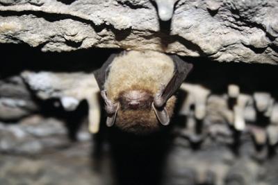 Living With Bats Wildlife Sentinelsource Com