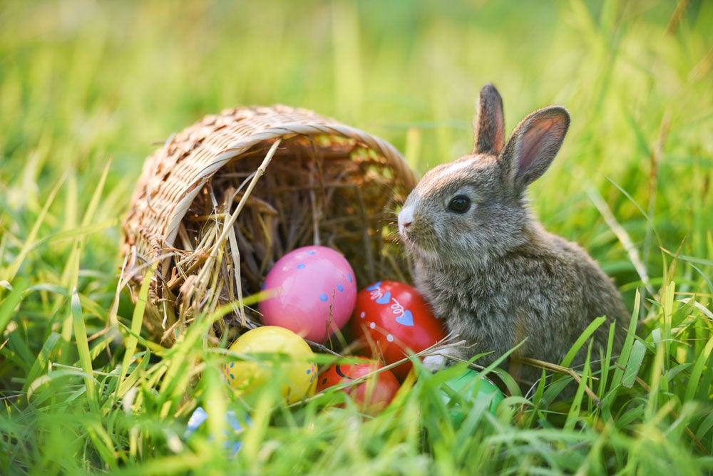 Easter Bunny Hide Eggs