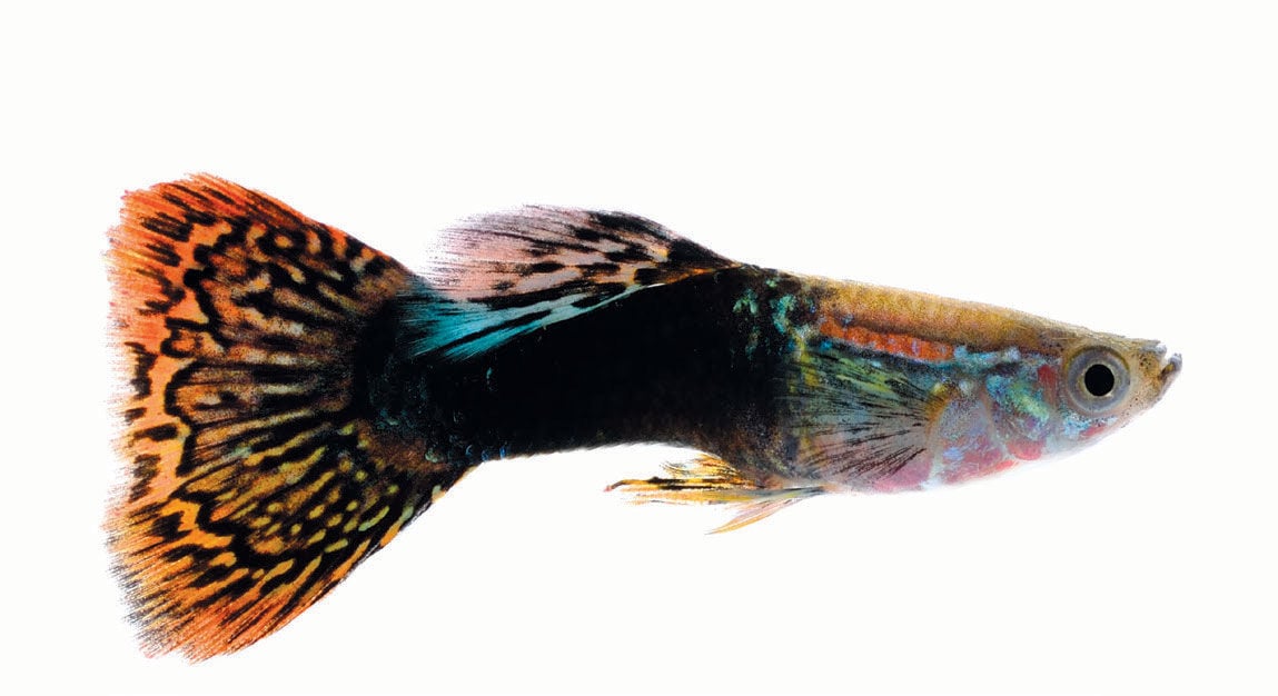 Breeding Net For Guppies - Best Price in Singapore - Feb 2024