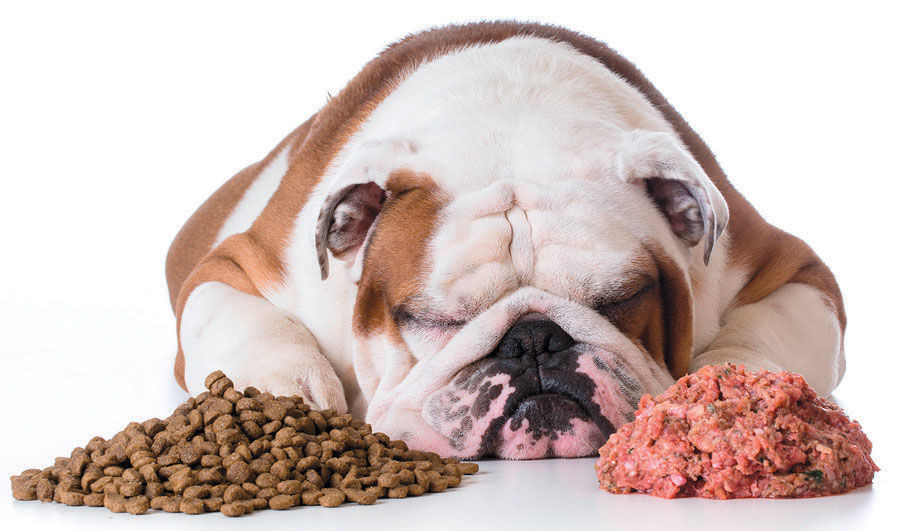 should a dog go grain free