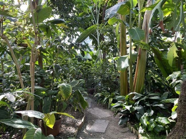 Stroll through tropical gardens and chase the winter blues away at the The Botanic Garden of Smith College in Northampton, Massachusetts.