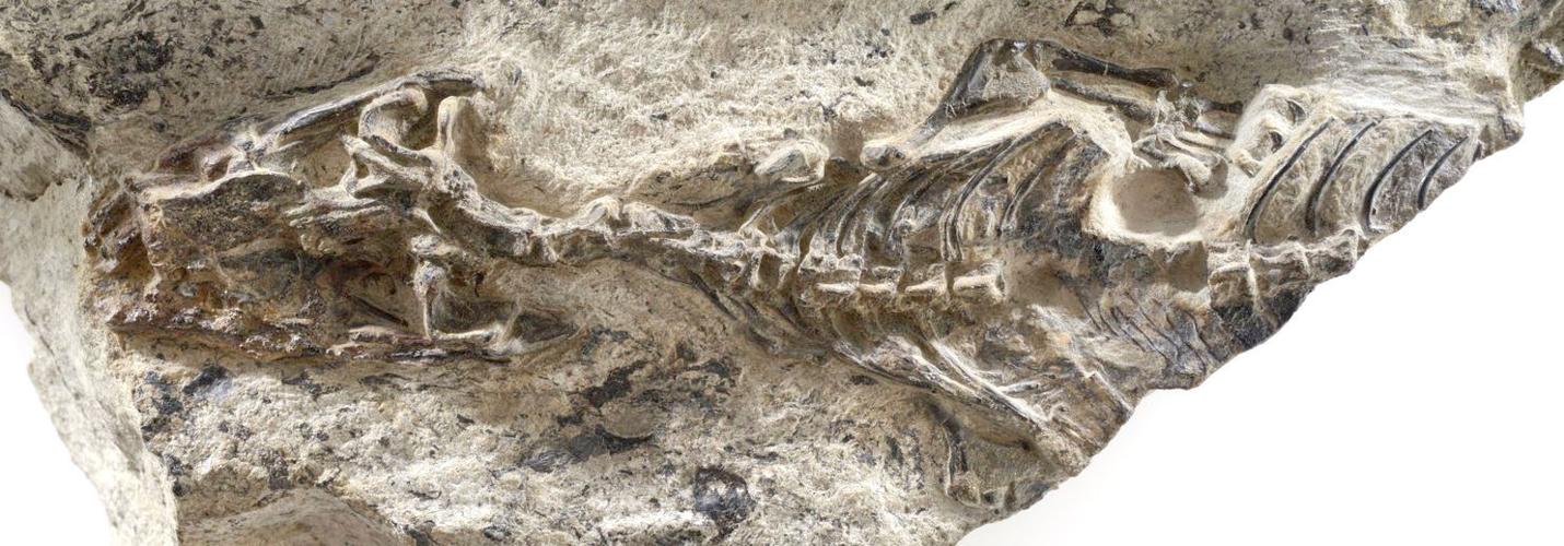 Scientists find the 240-million-year-old 'mother of all lizards' | Environment | sentinelsource.com