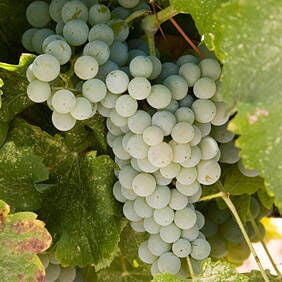 Sauvignon Blanc – Our Elegant California White Wine