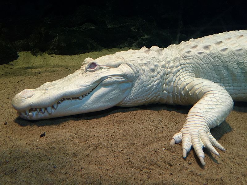 Albino Alligator -  Sweden