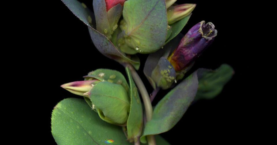 SF Camerawork moves to Fort Mason to escape Mid-Market and launch more ...