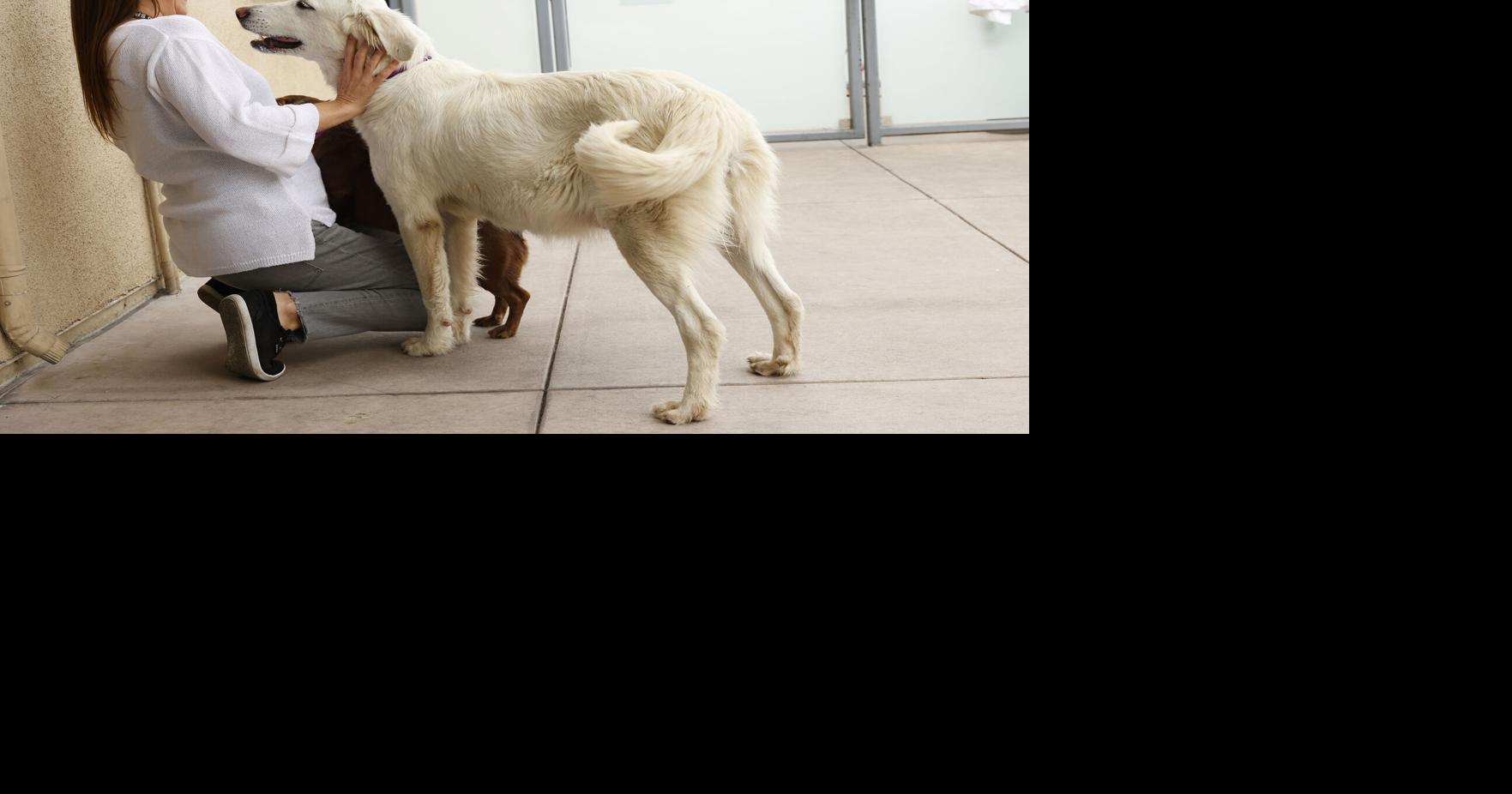 How remote appointments can solve California pet care crisis | Forum