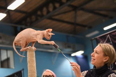 Hairless cat on a tower
