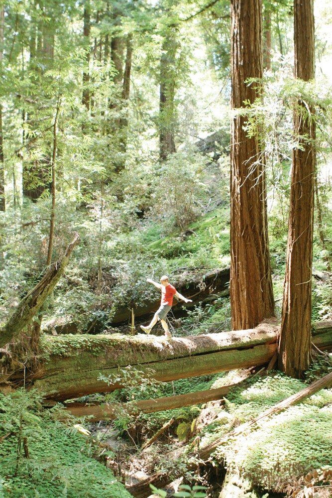 Portola redwoods clearance state park hiking