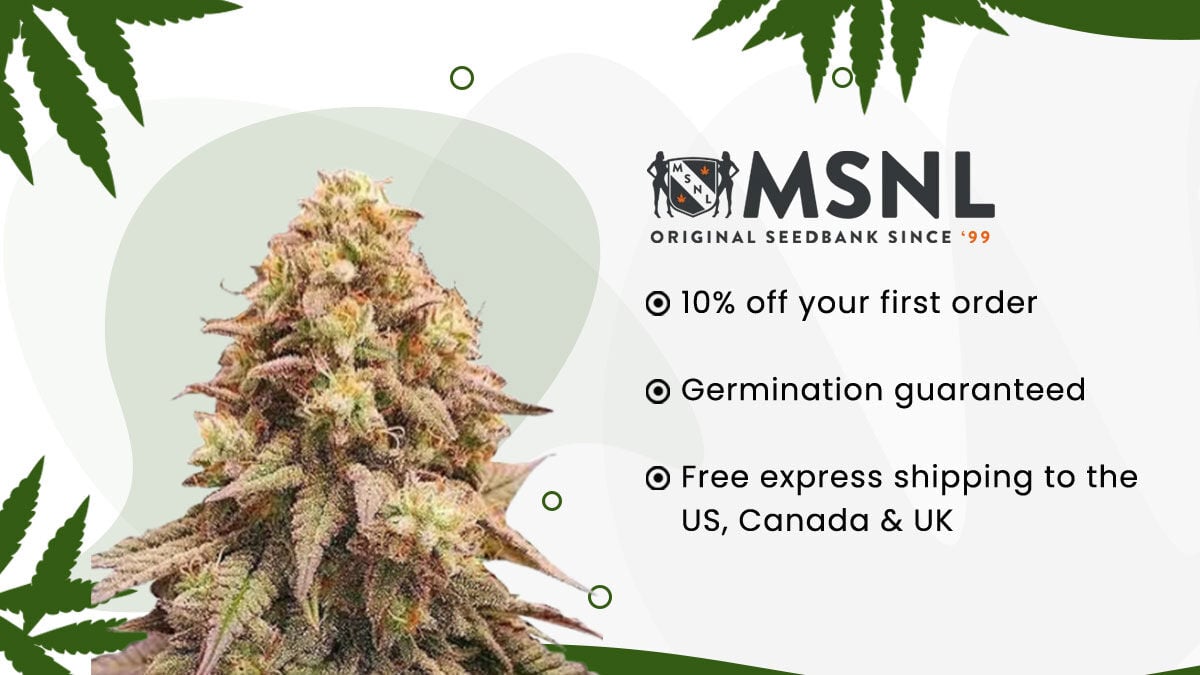 Reputable Cannabis Seed Banks To Buy Marijuana Seeds Online ...