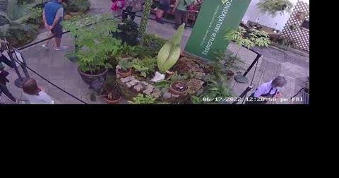 Chanel the 'Corpse Flower' in bloom and stinking up San Francisco - Vimarsana News