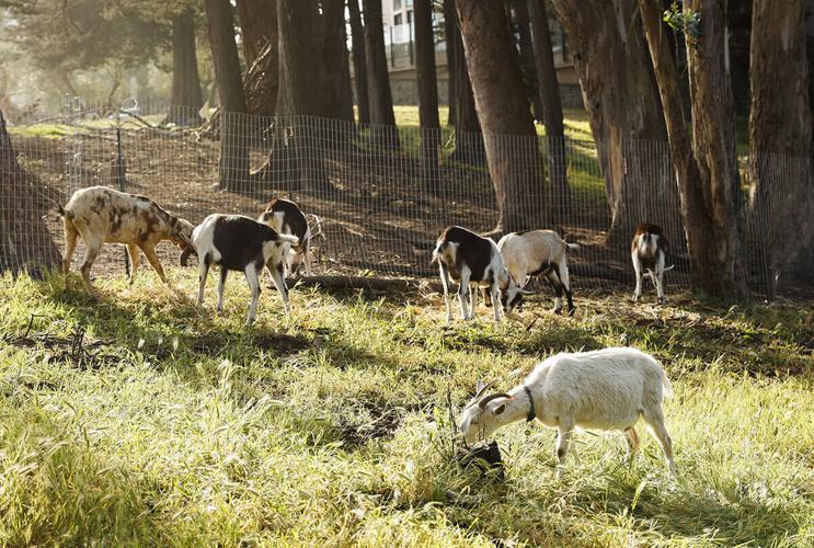 San Francisco Recreation and Park Department on X: We got a GOAT