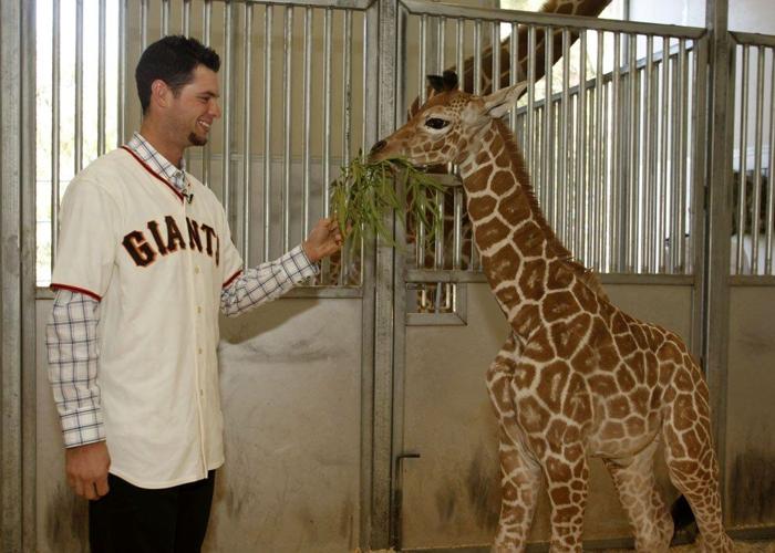 Toronto Blue Jays on X: Meet Brandon Belt 👋 His Nicknames: Sparky,  Captain and Baby Giraffe 🦒 He LOVES chicken tenders 😋 “I'm really excited  to play for a team that's going