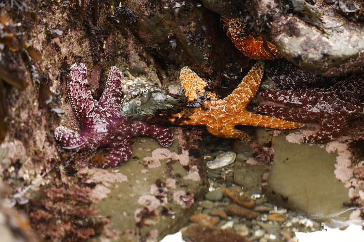 Starfish do not have arms, but a five-pointed head, study says