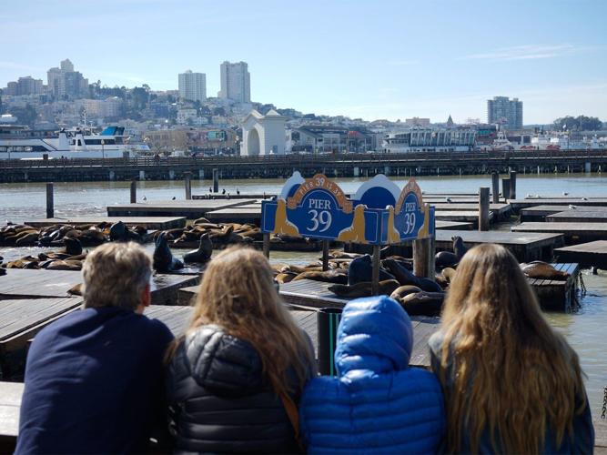 Wild parrots thrash sea lions, named S.F.'s official animal | Politics