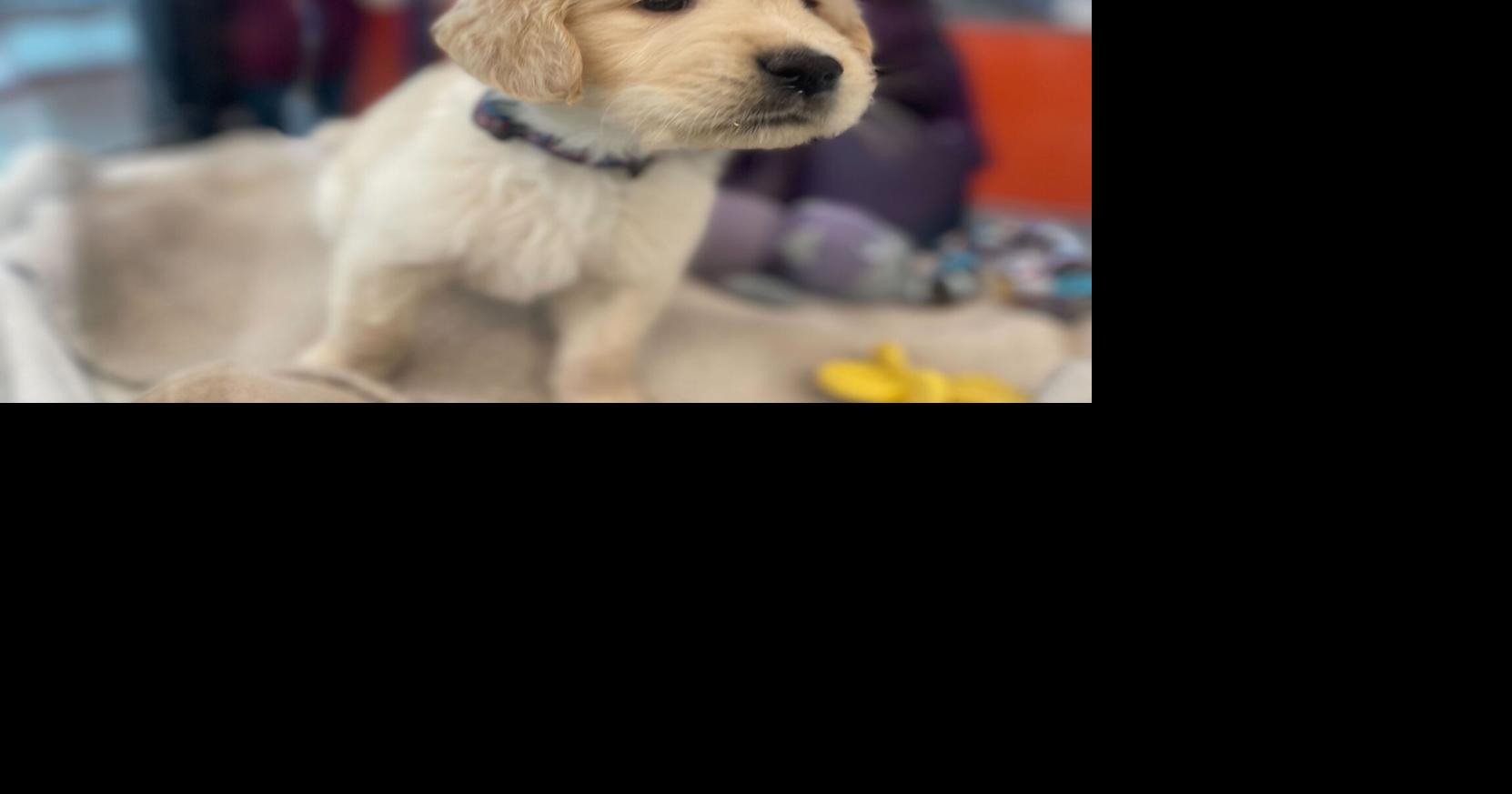How Guide Dogs for the Blind prepares puppies for service | Bay Area News