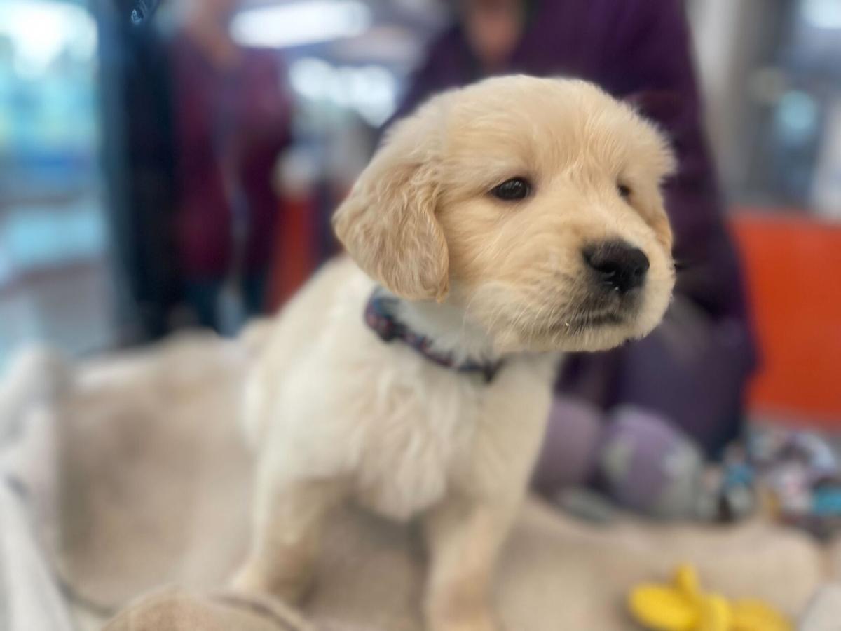 How Guide Dogs for the Blind prepares puppies for service