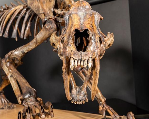 Smilodon