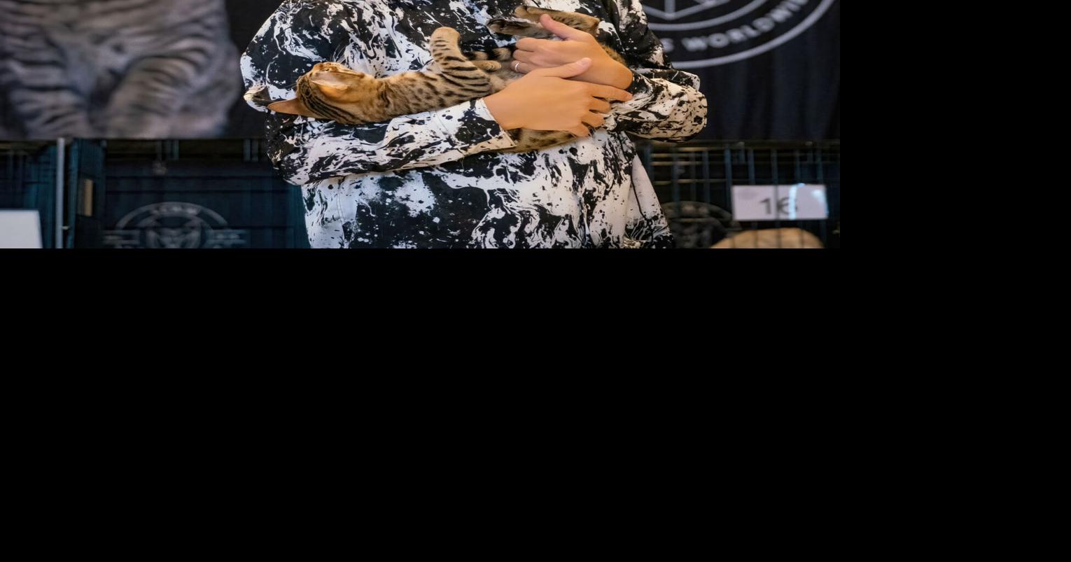 Loving Cats Worldwide brings cats together in Pleasanton Marketplace