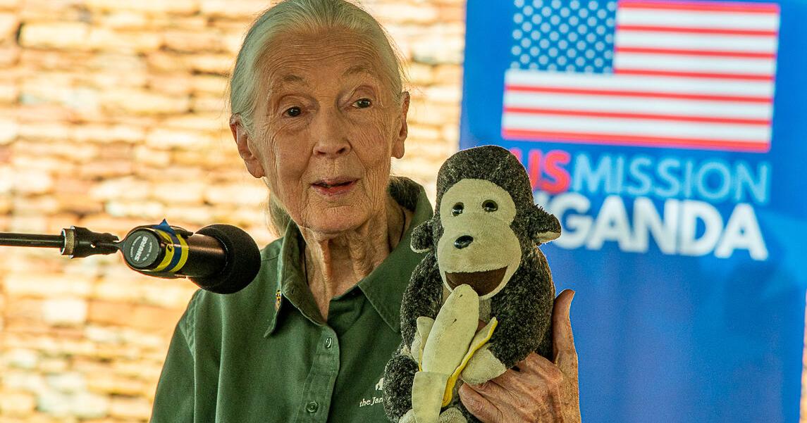 Jane Goodall, eminent primatologist who chronicled the lives of chimps, dies at 91