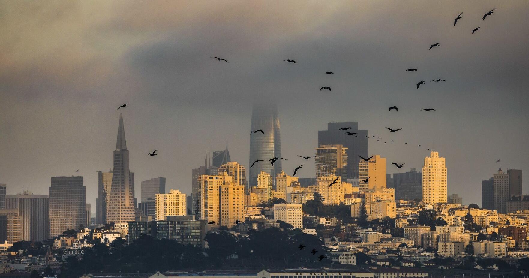 San Francisco bird flu risk low after detection, experts say | Health - Vimarsana News