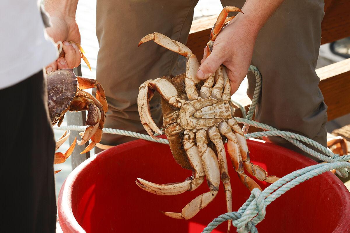 2022 commercial Dungeness crab season begins in Bay Area